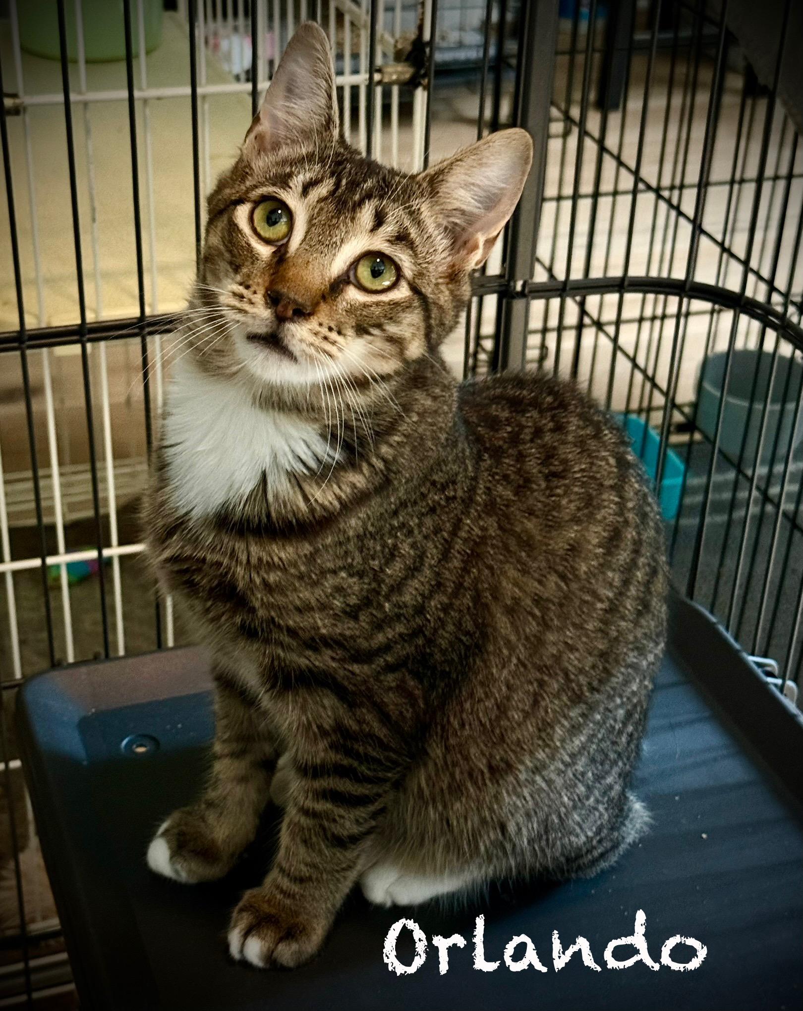 Orlando, Adoptable, Young Male Domestic Short Hair.