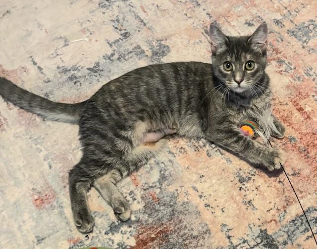 Jade, Adoptable, Kitten Male Domestic Short Hair.