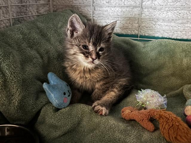 Enlarge Jade, a Adoptable mixed breed in Buhl, ID image 2/5