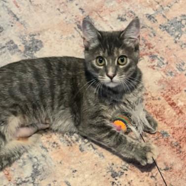 Enlarge Jade, a Adoptable mixed breed in Buhl, ID image 3/5