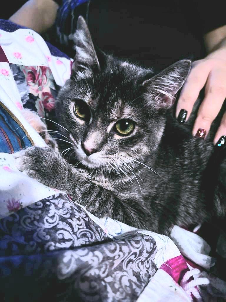 Enlarge Jade, a Adoptable mixed breed in Buhl, ID image 4/5