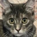 Enlarge Jade, a Adoptable mixed breed in Buhl, ID image 5/5