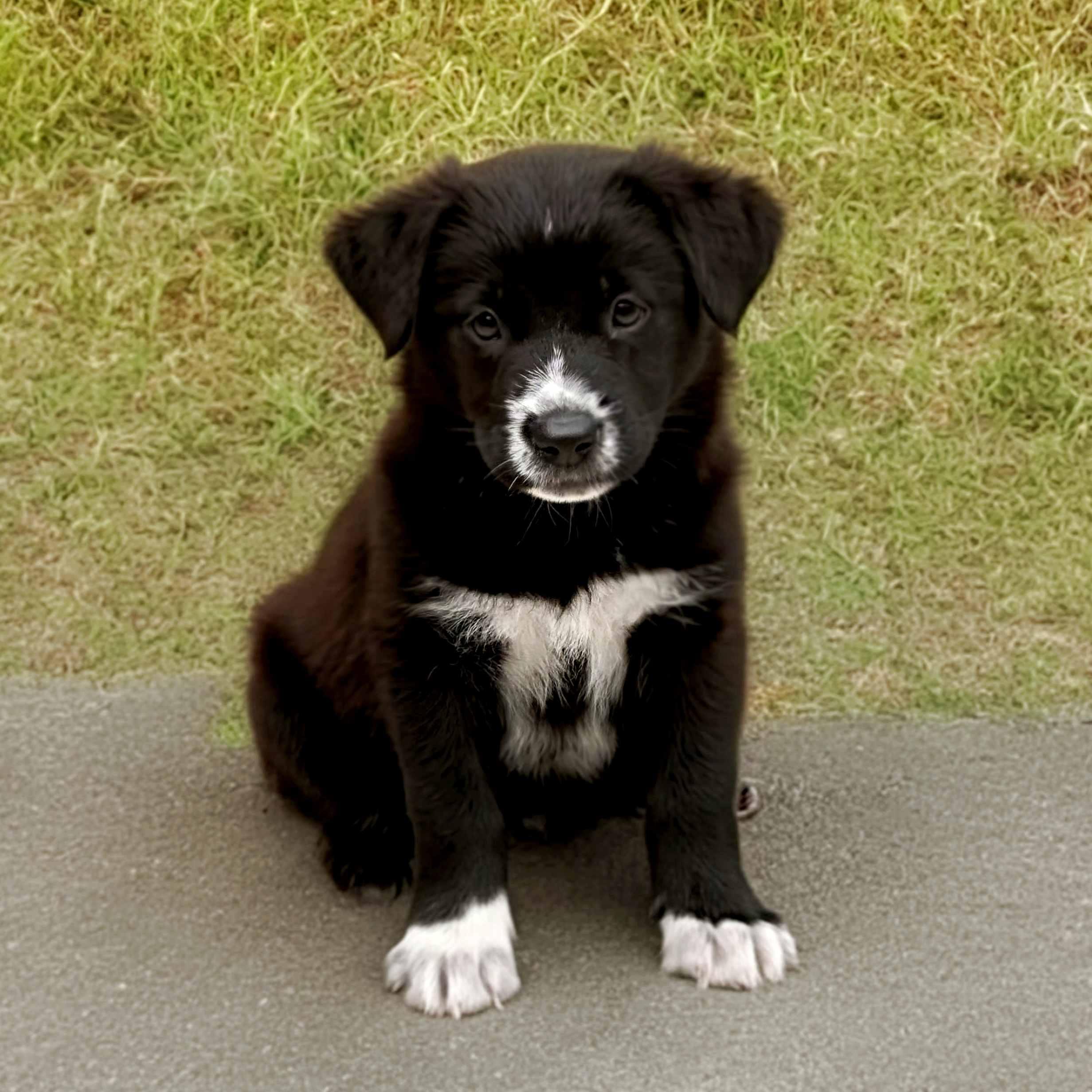 Enlarge Kalani, a Adoptable mixed breed in Schaumburg, IL image 2/2