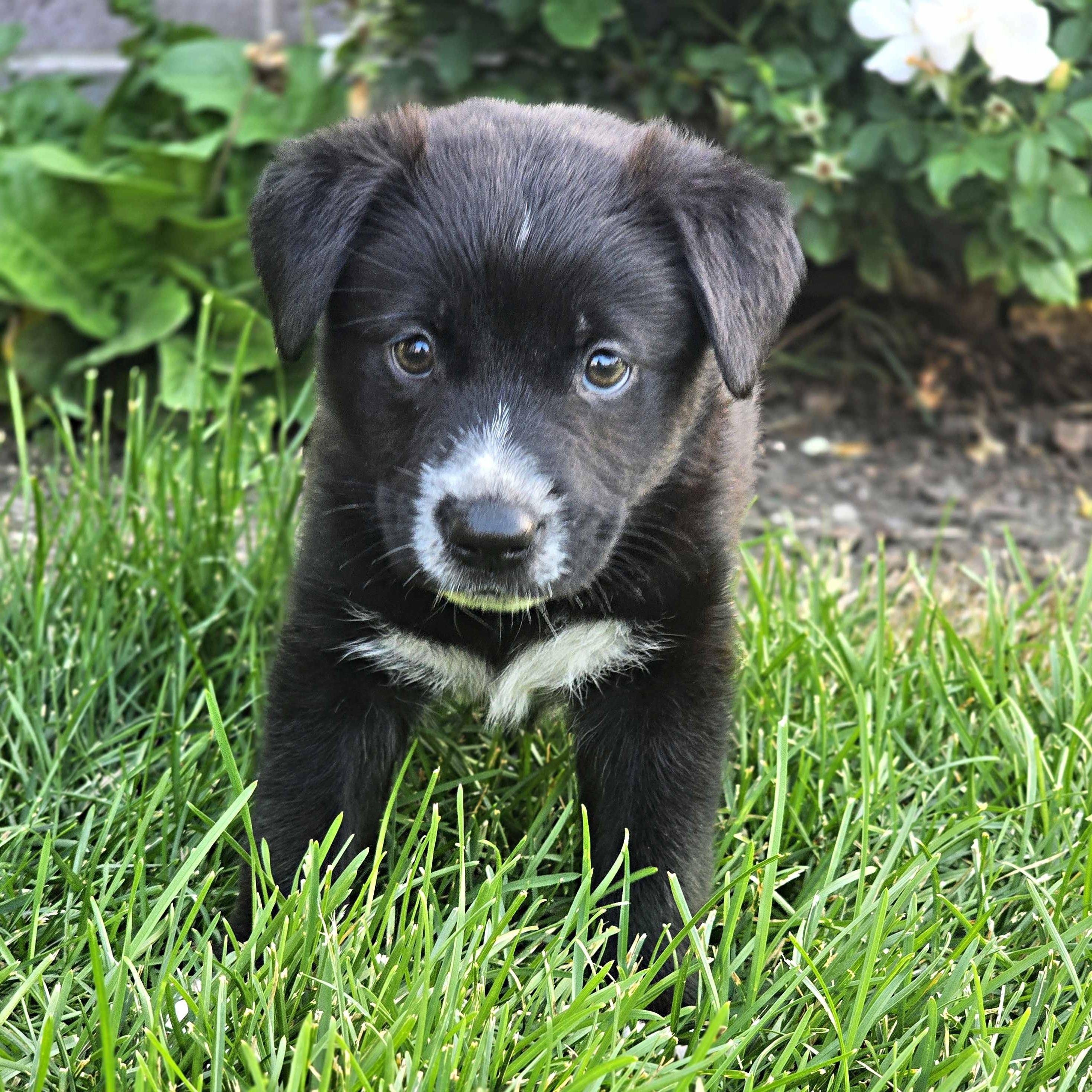 Kalani, Adoptable, Puppy Female Mixed Breed.