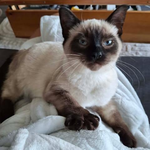 PASHA, a ADOPTABLE Siamese in Campbell River, BC image 1/6