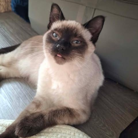 PASHA, a ADOPTABLE Siamese in Campbell River, BC image 2/6