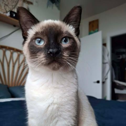 PASHA, a ADOPTABLE Siamese in Campbell River, BC image 3/6