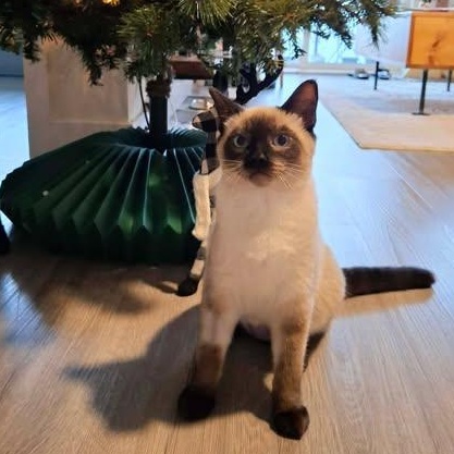 PASHA, a ADOPTABLE Siamese in Campbell River, BC image 4/6