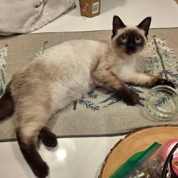 PASHA, a ADOPTABLE Siamese in Campbell River, BC image 5/6