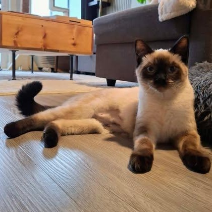 PASHA, a ADOPTABLE Siamese in Campbell River, BC image 6/6