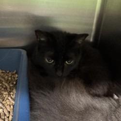 Cleocatra, Adoptable, Adult Female Domestic Short Hair.