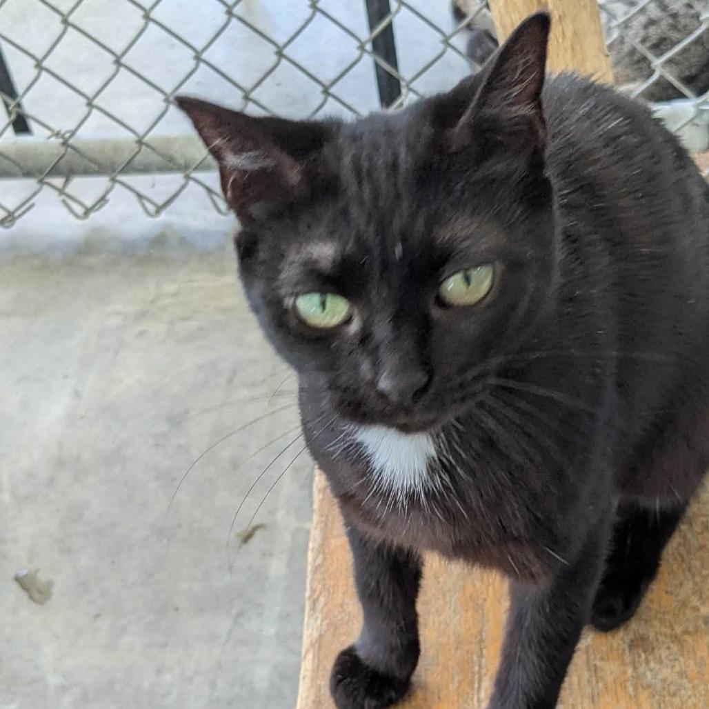 Enlarge Cleocatra, a Adoptable Domestic Short Hair in Shinnston, WV image 2/4