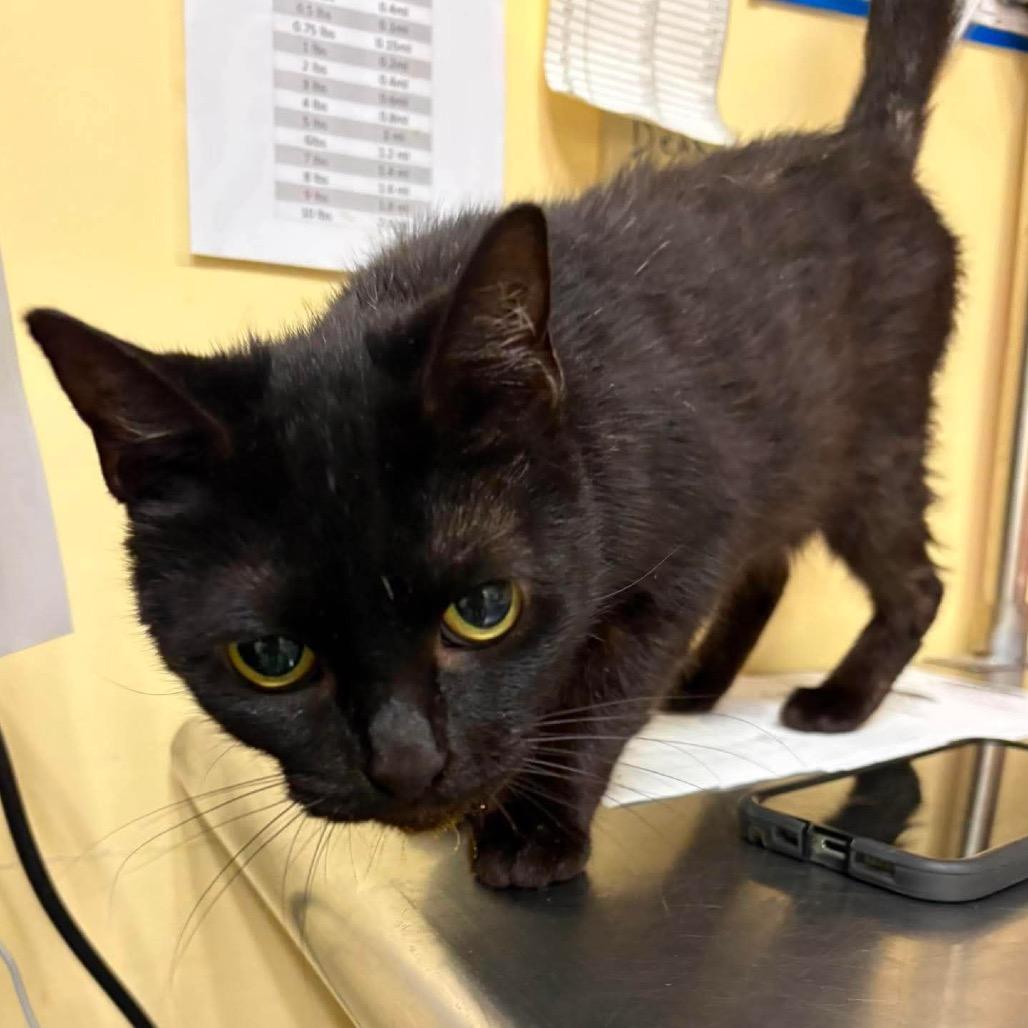 Enlarge Cleocatra, a Adoptable Domestic Short Hair in Shinnston, WV image 3/4