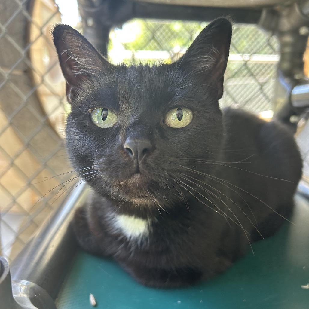 Enlarge Cleocatra, a Adoptable Domestic Short Hair in Shinnston, WV image 4/4
