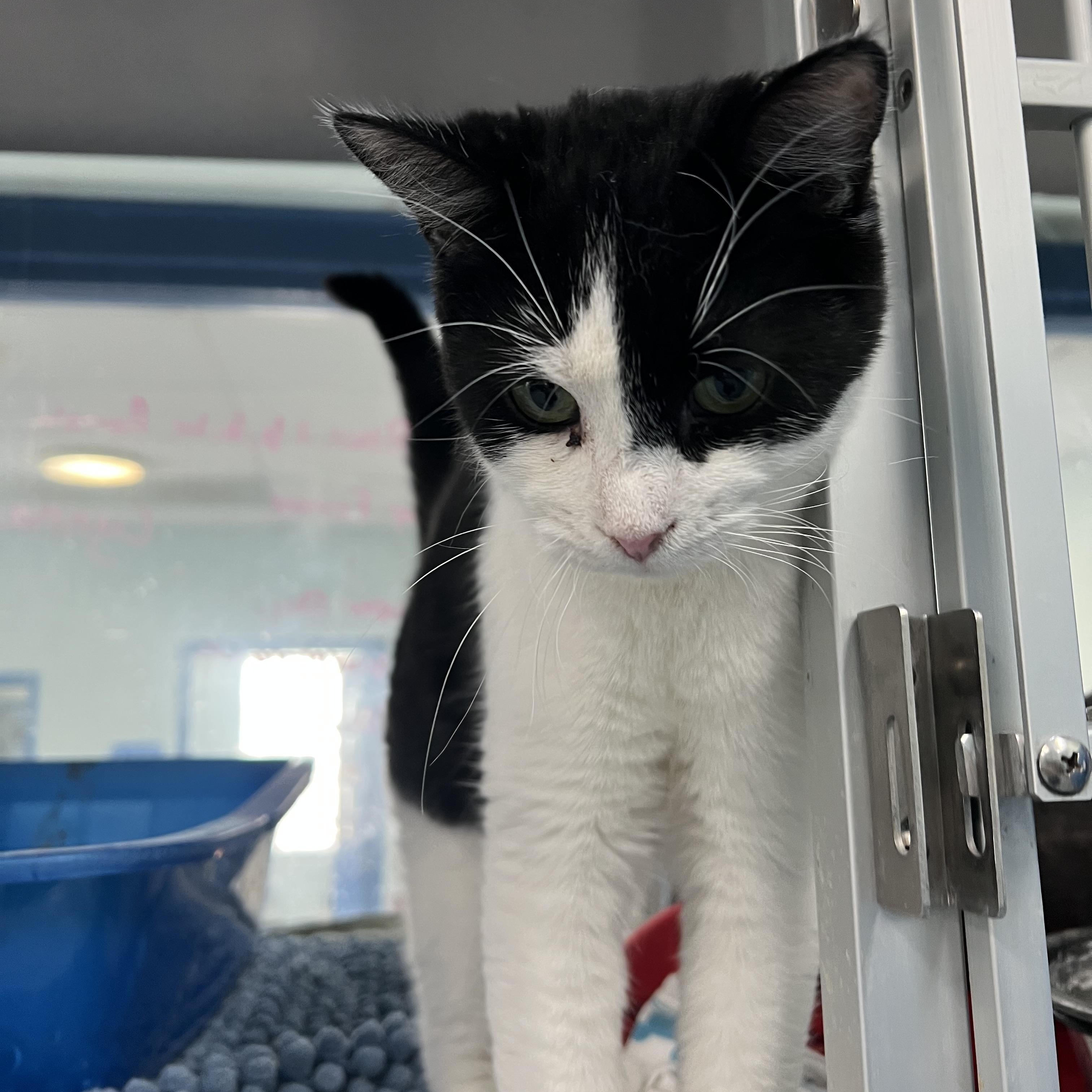 Brandy, a Adoptable Domestic Short Hair in Berryville, VA image 1/2