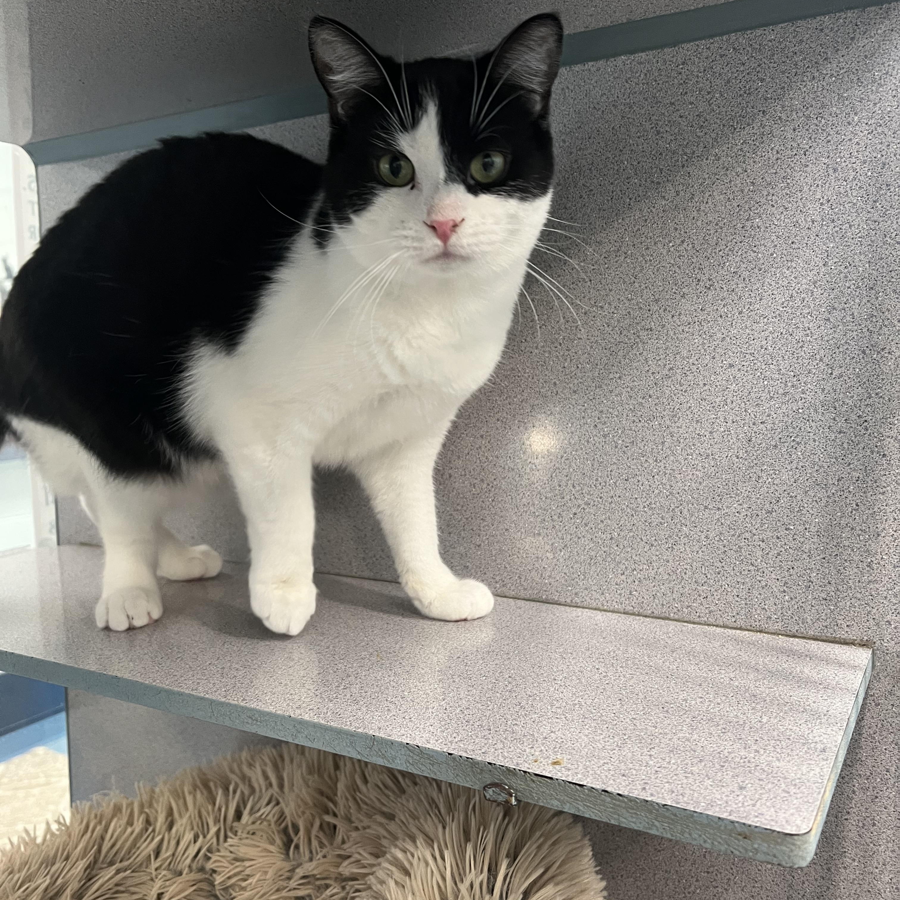 Enlarge Brandy *Adoption fee sponsored*, a Adoptable Domestic Short Hair in Berryville, VA image 1/2