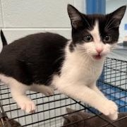 Brandy, a Adoptable Domestic Short Hair in Berryville, VA image 2/2