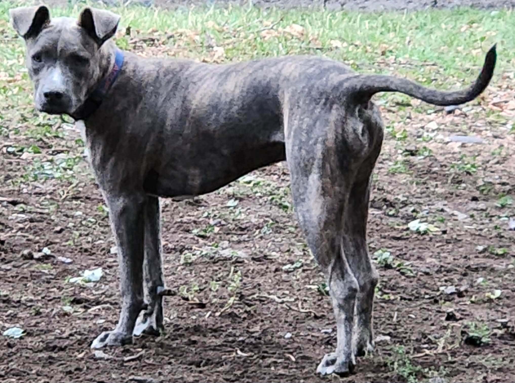 Enlarge Titus, a Adoptable Pit Bull Terrier in Lewiston, ID image 2/4