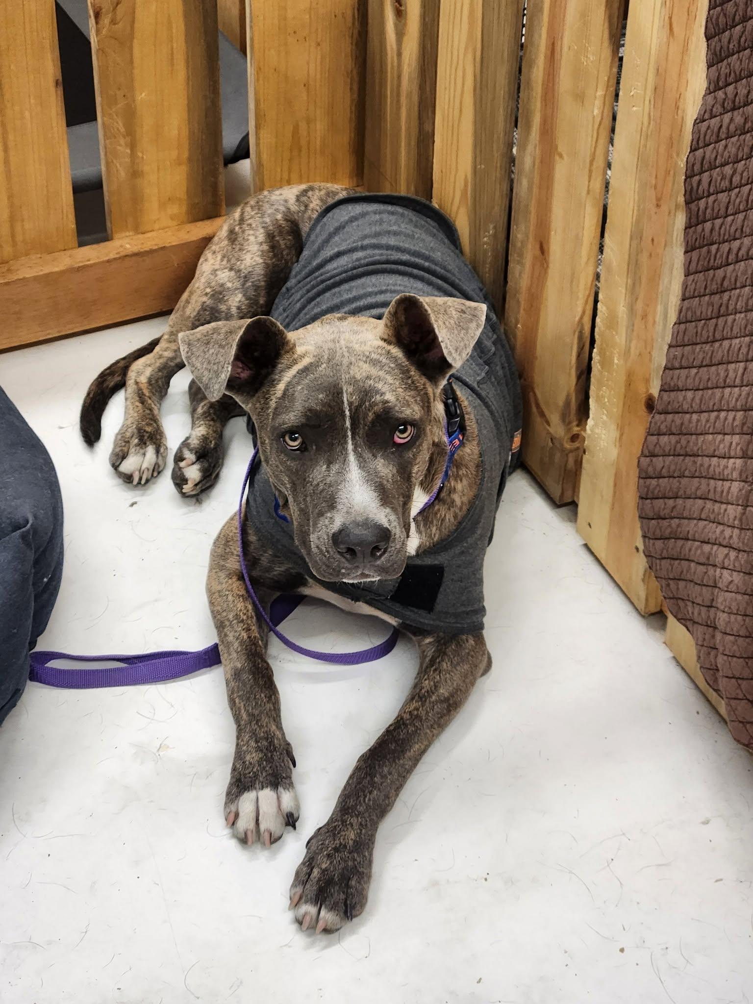 Enlarge Titus, a Adoptable Pit Bull Terrier in Lewiston, ID image 3/4