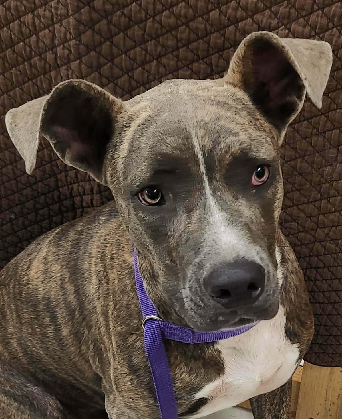 Enlarge Titus, a Adoptable Pit Bull Terrier in Lewiston, ID image 1/4