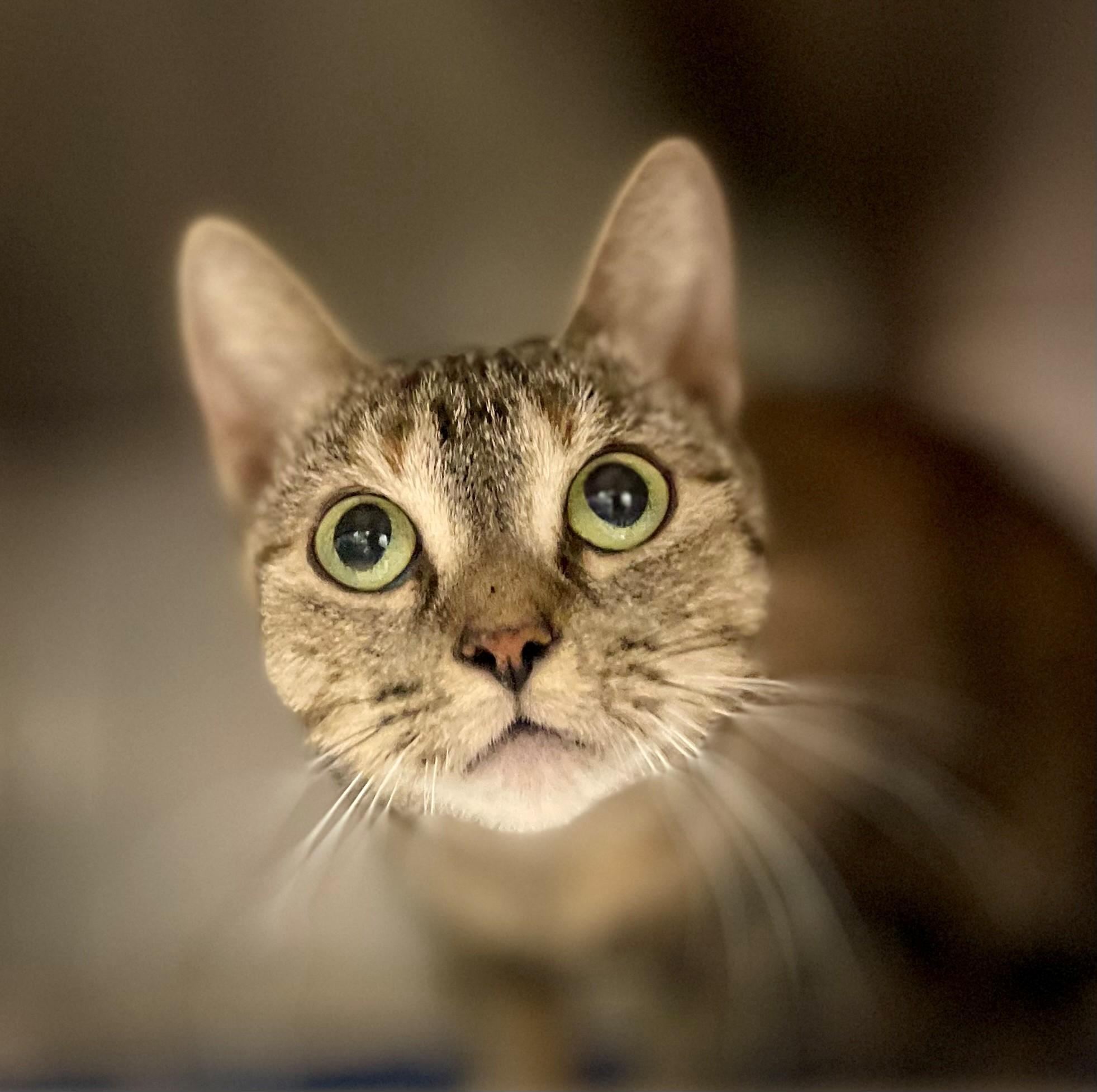 Enlarge Taylor, a Adoptable Domestic Short Hair in Hamilton, ON image 1/4