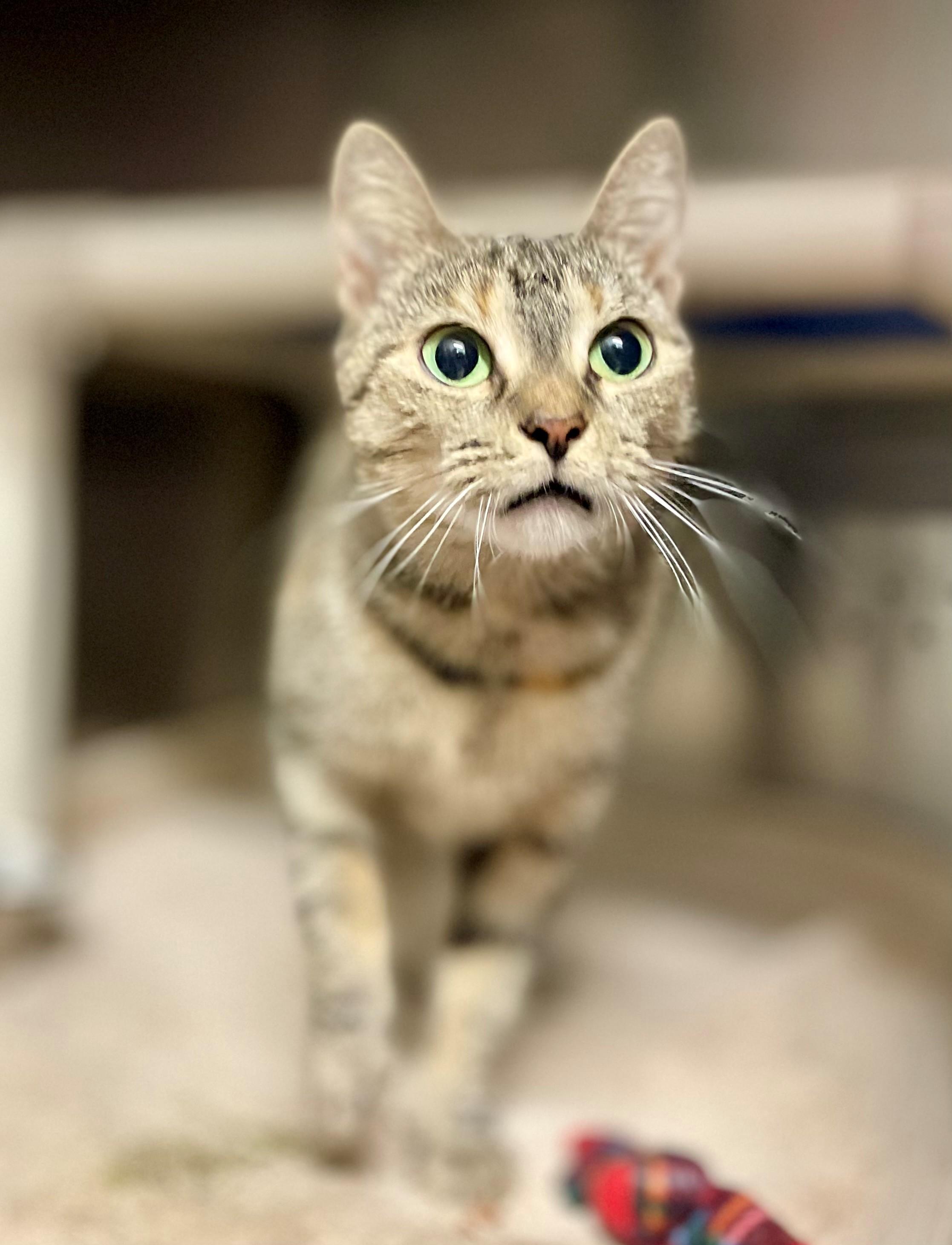 Enlarge Taylor, a Adoptable Domestic Short Hair in Hamilton, ON image 2/4