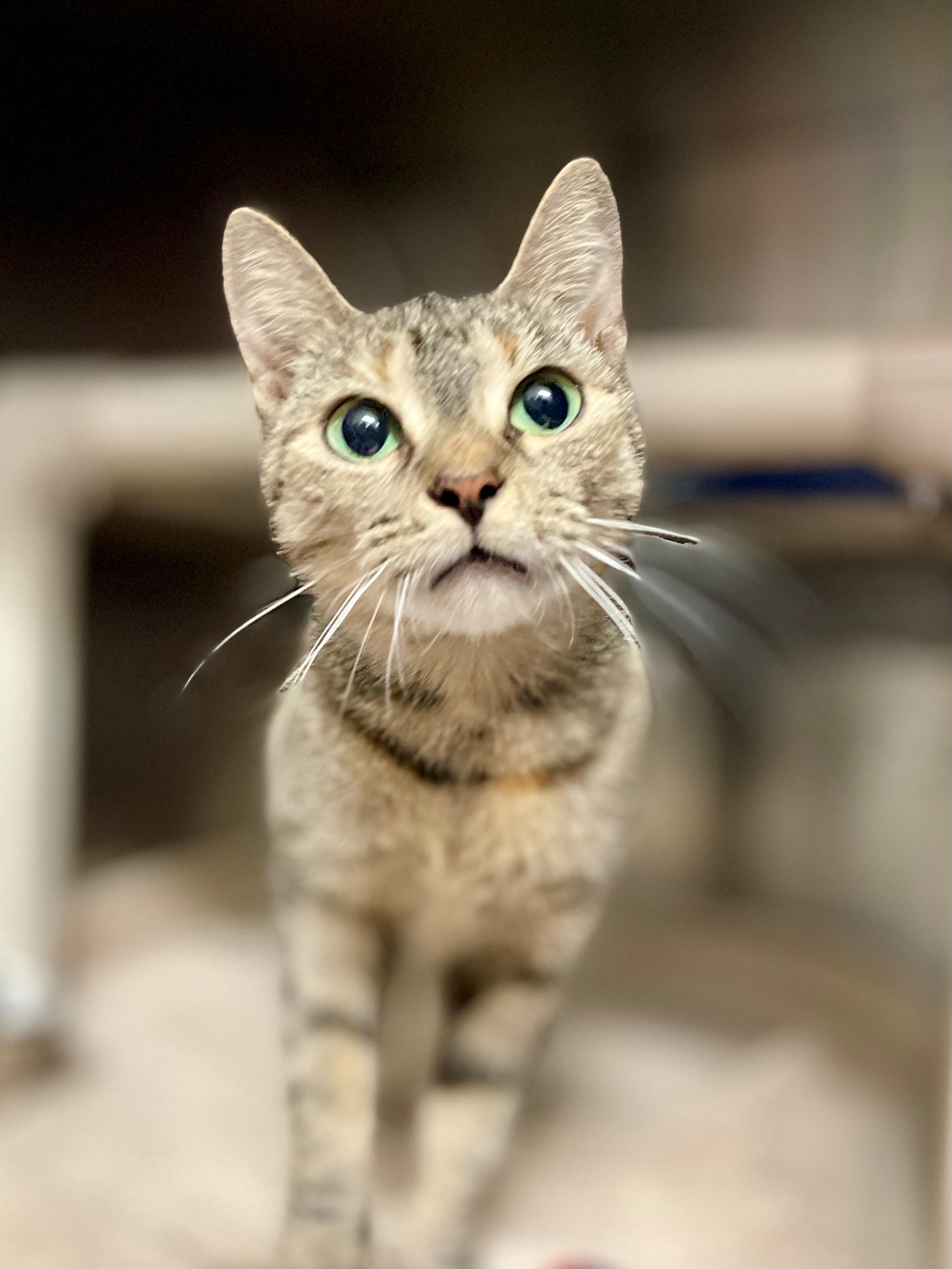 Enlarge Taylor, a Adoptable Domestic Short Hair in Hamilton, ON image 3/4