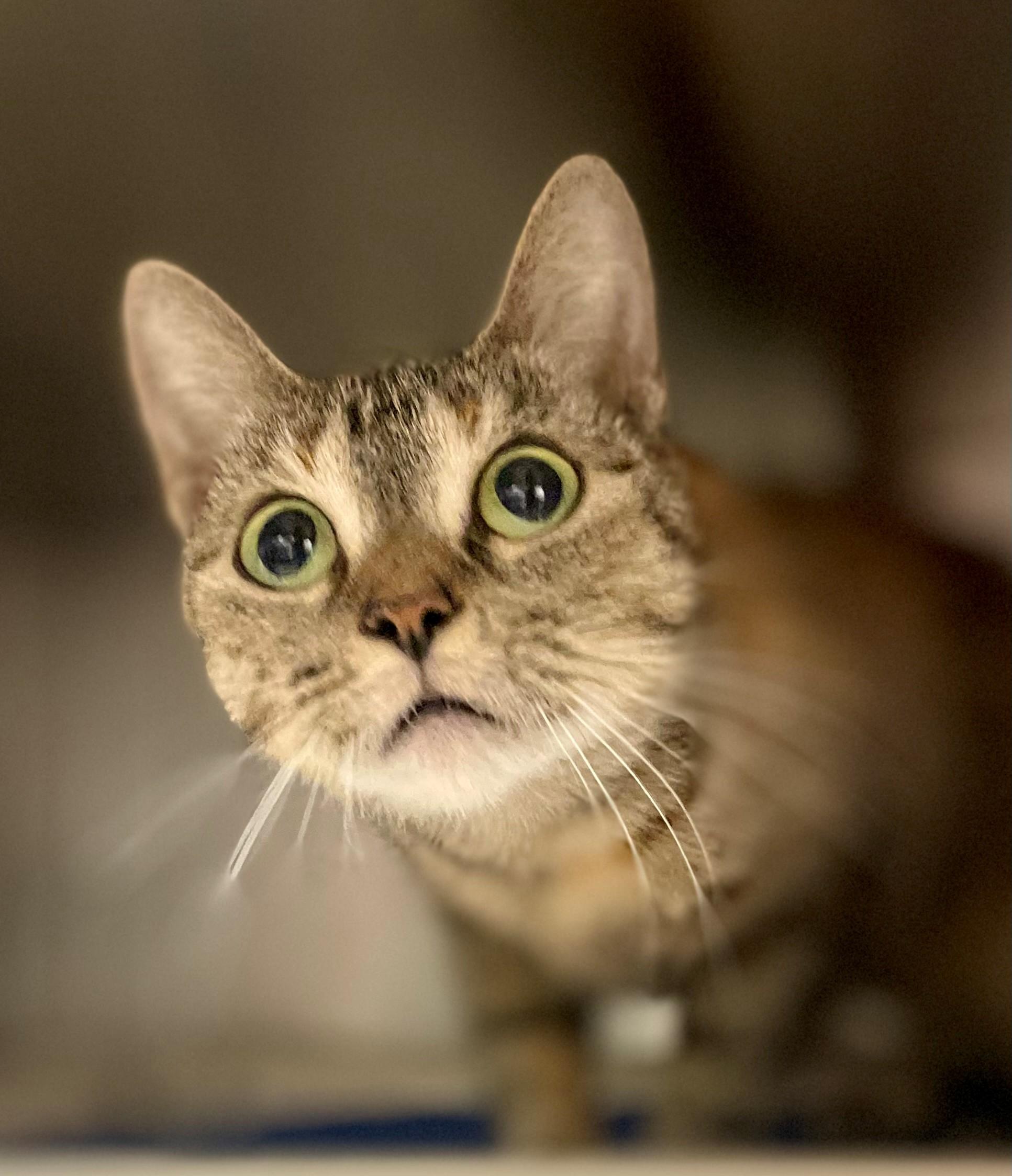 Enlarge Taylor, a Adoptable Domestic Short Hair in Hamilton, ON image 4/4