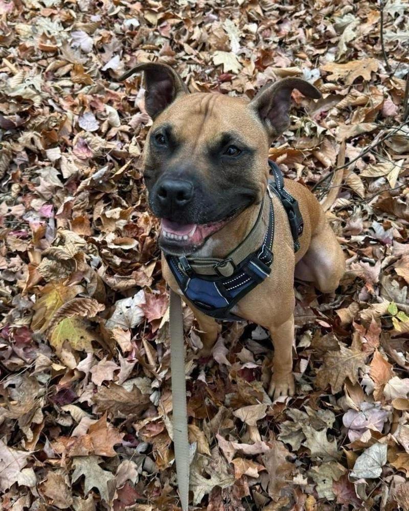 Sadie, Adoptable, Adult Female Boxer & Pit Bull Terrier.