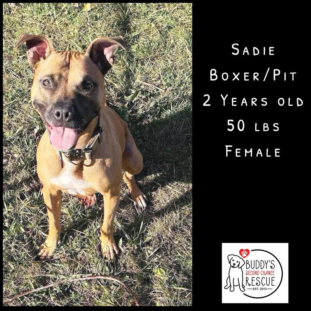 Enlarge Sadie, a Adoptable mixed breed in Amherst, NY image 3/6