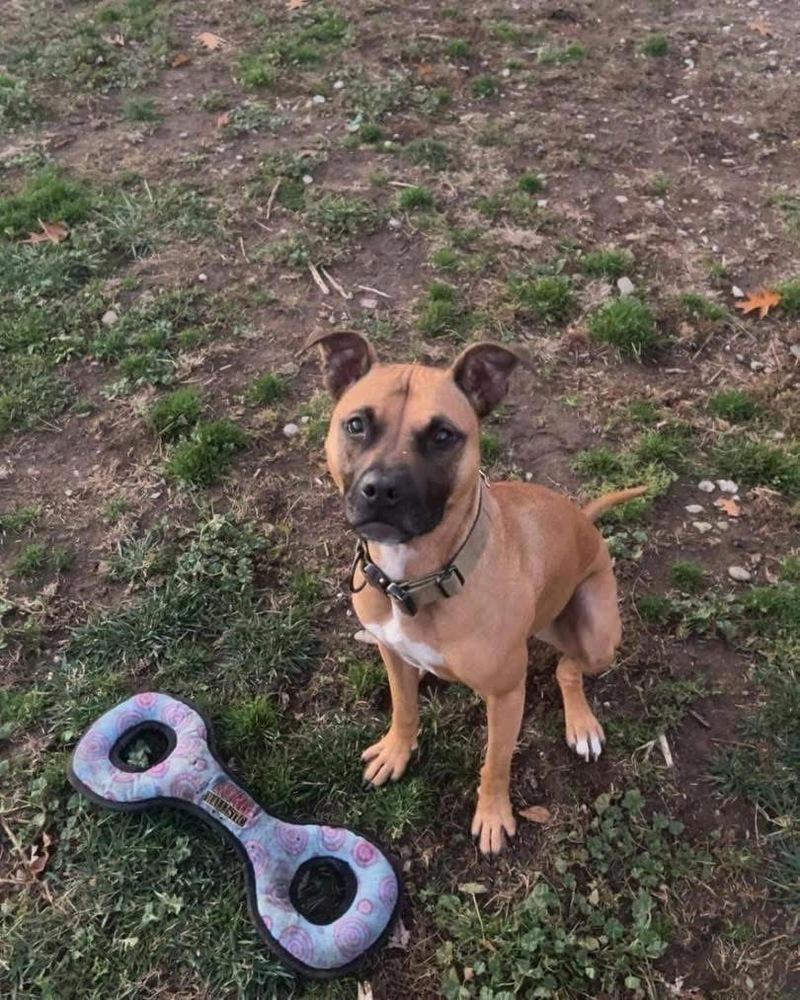 Enlarge Sadie, a Adoptable mixed breed in Amherst, NY image 4/6