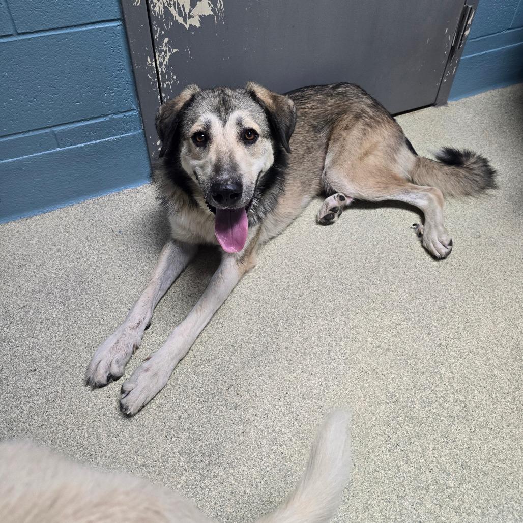 Maverick, Adoptable, Adult Male Anatolian Shepherd & Mixed Breed.
