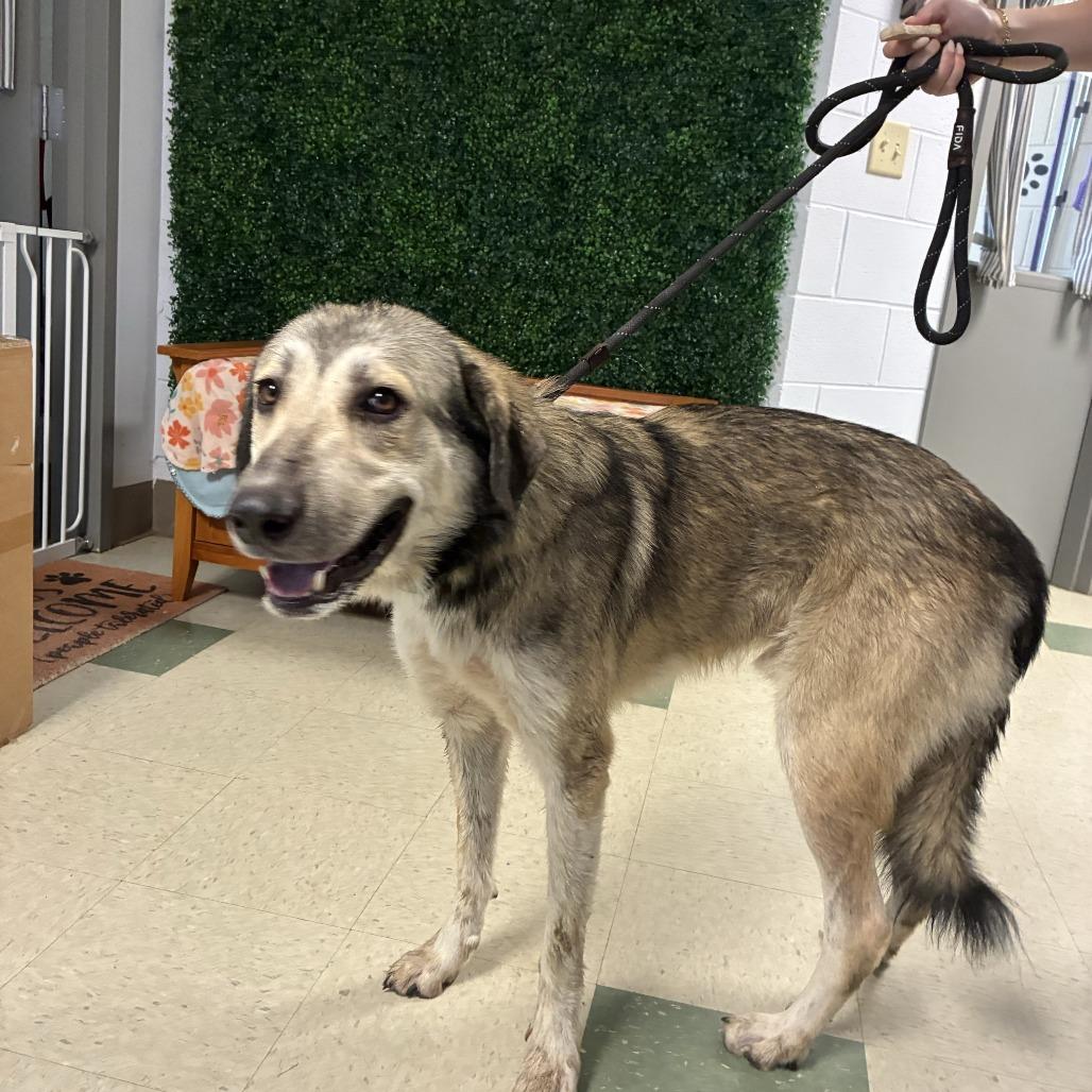 Enlarge Maverick, a Adoptable mixed breed in Windsor, VA image 2/5