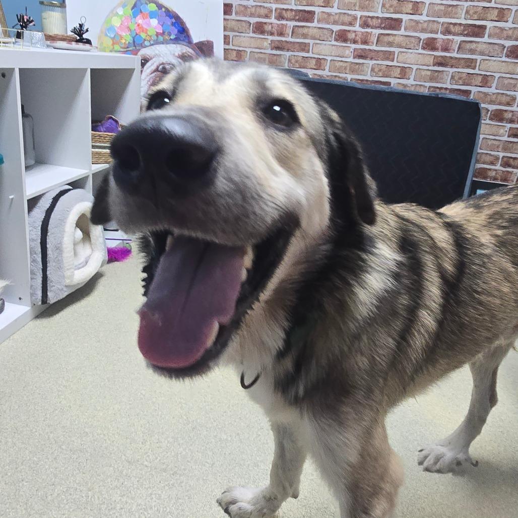 Enlarge Maverick, a Adoptable mixed breed in Windsor, VA image 4/5
