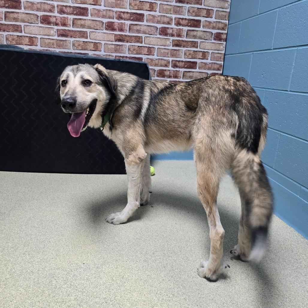 Enlarge Maverick, a Adoptable mixed breed in Windsor, VA image 5/5