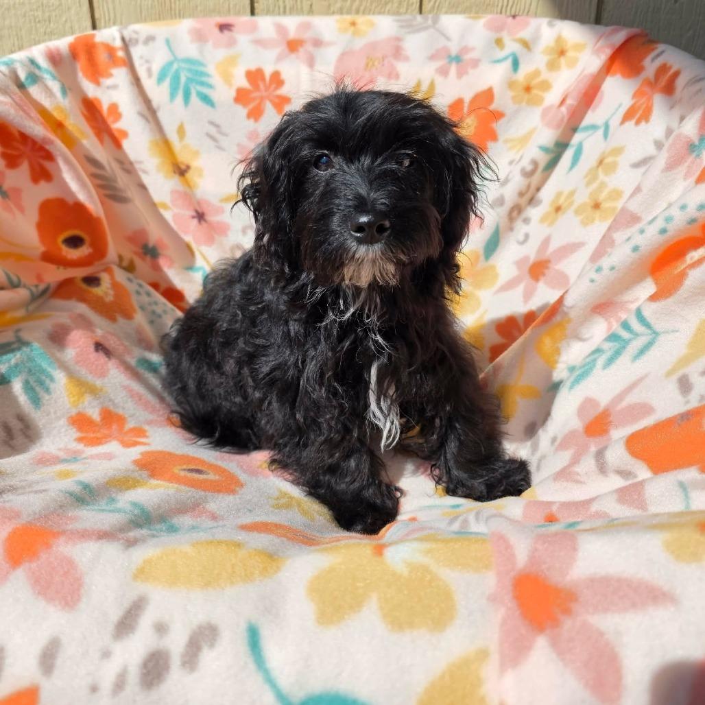 Potts, Adoptable, Puppy Male Poodle & Cairn Terrier.