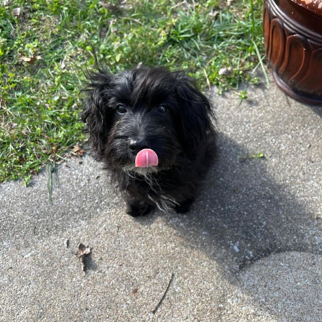 Enlarge Potts, a Adoptable mixed breed in Jackson, MO image 2/3