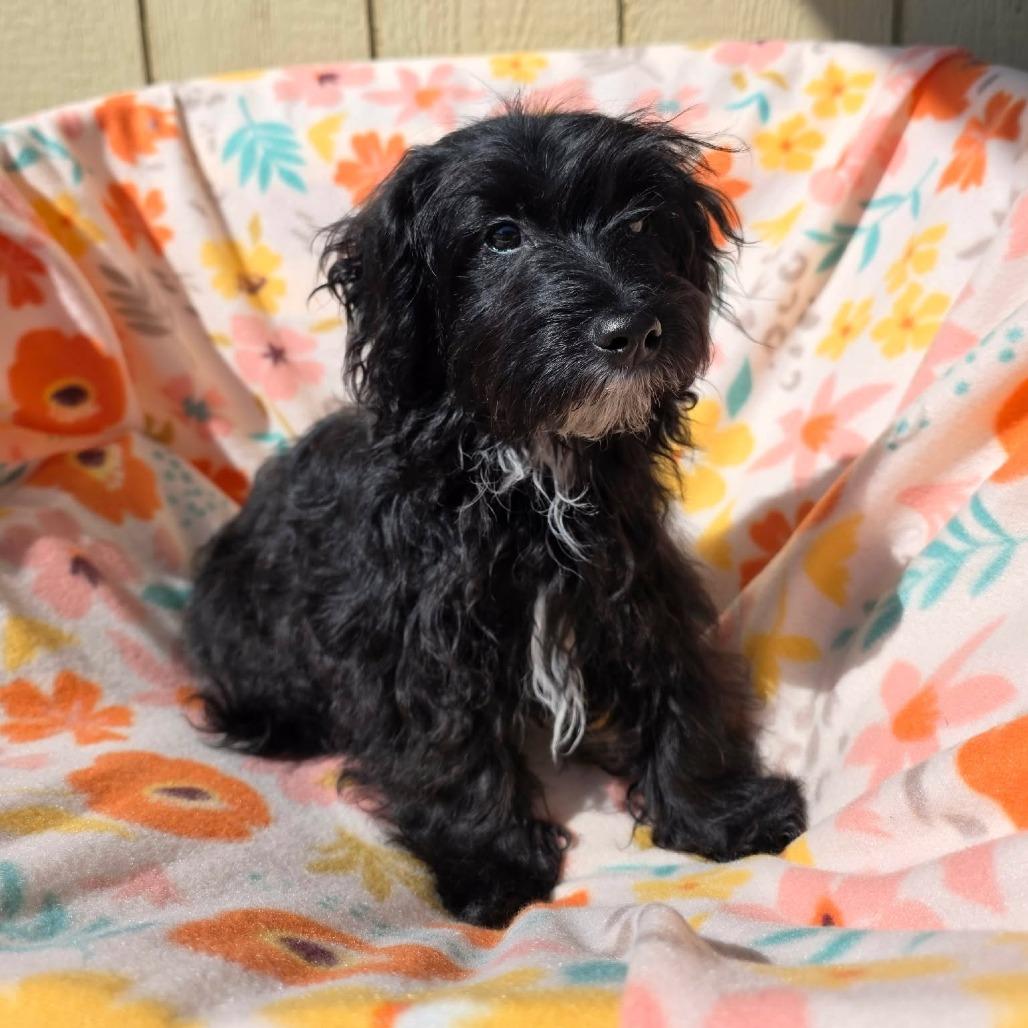 Enlarge Potts, a Adoptable mixed breed in Jackson, MO image 3/3