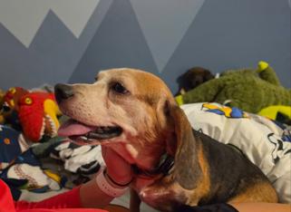 Nikki, Adoptable, Senior Female Beagle.