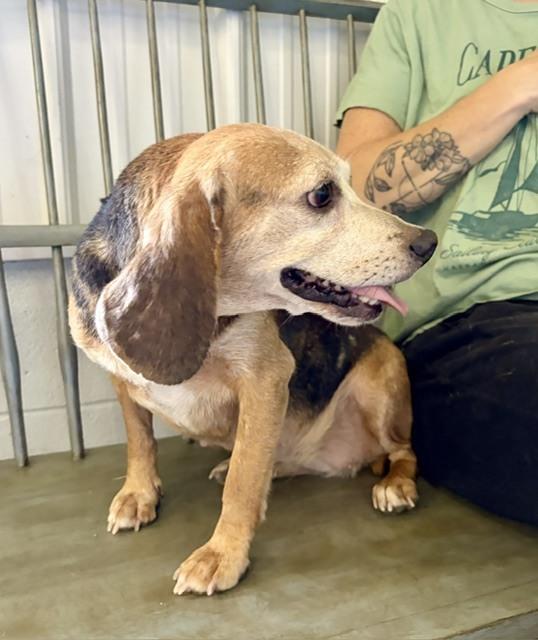 Nikki, Adoptable, Senior Female Beagle.