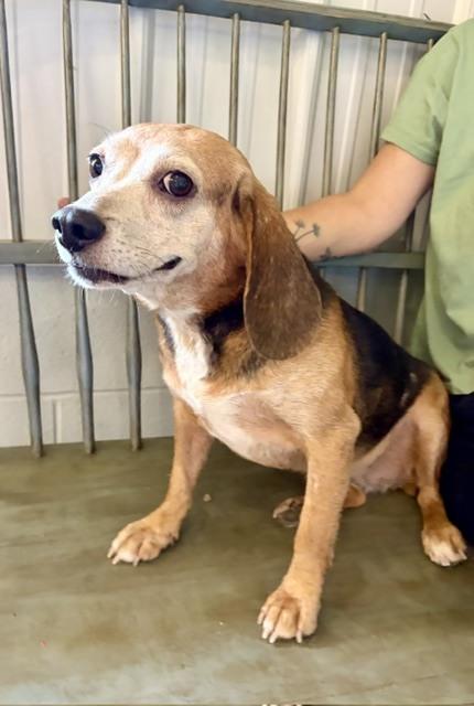 Enlarge Nikki, a Adoptable Beagle in Mocksville, NC image 2/4