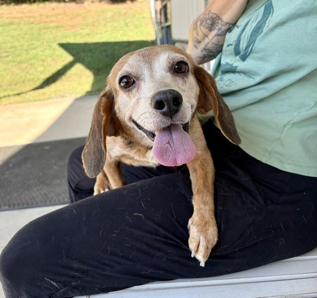 Enlarge Nikki, a Adoptable Beagle in Mocksville, NC image 3/4