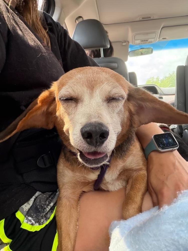 Nikki, Adoptable, Senior Female Beagle.