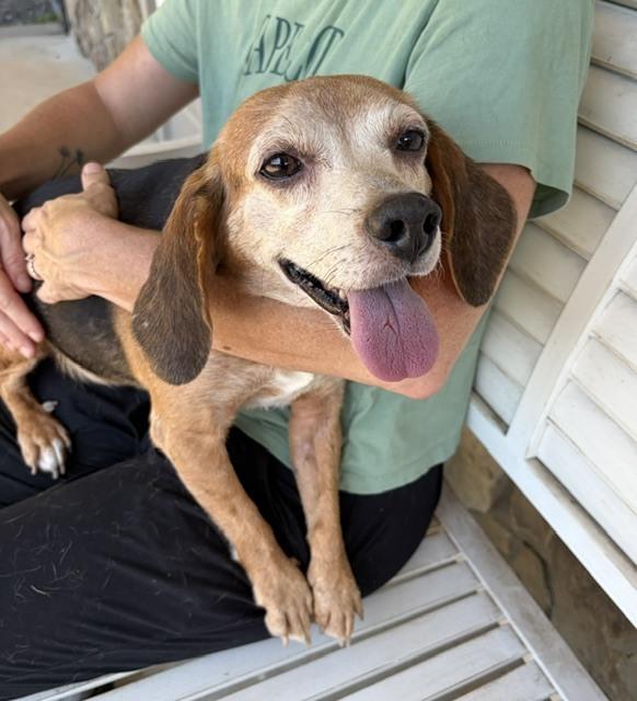 Enlarge Nikki, a Adoptable Beagle in Mocksville, NC image 4/4