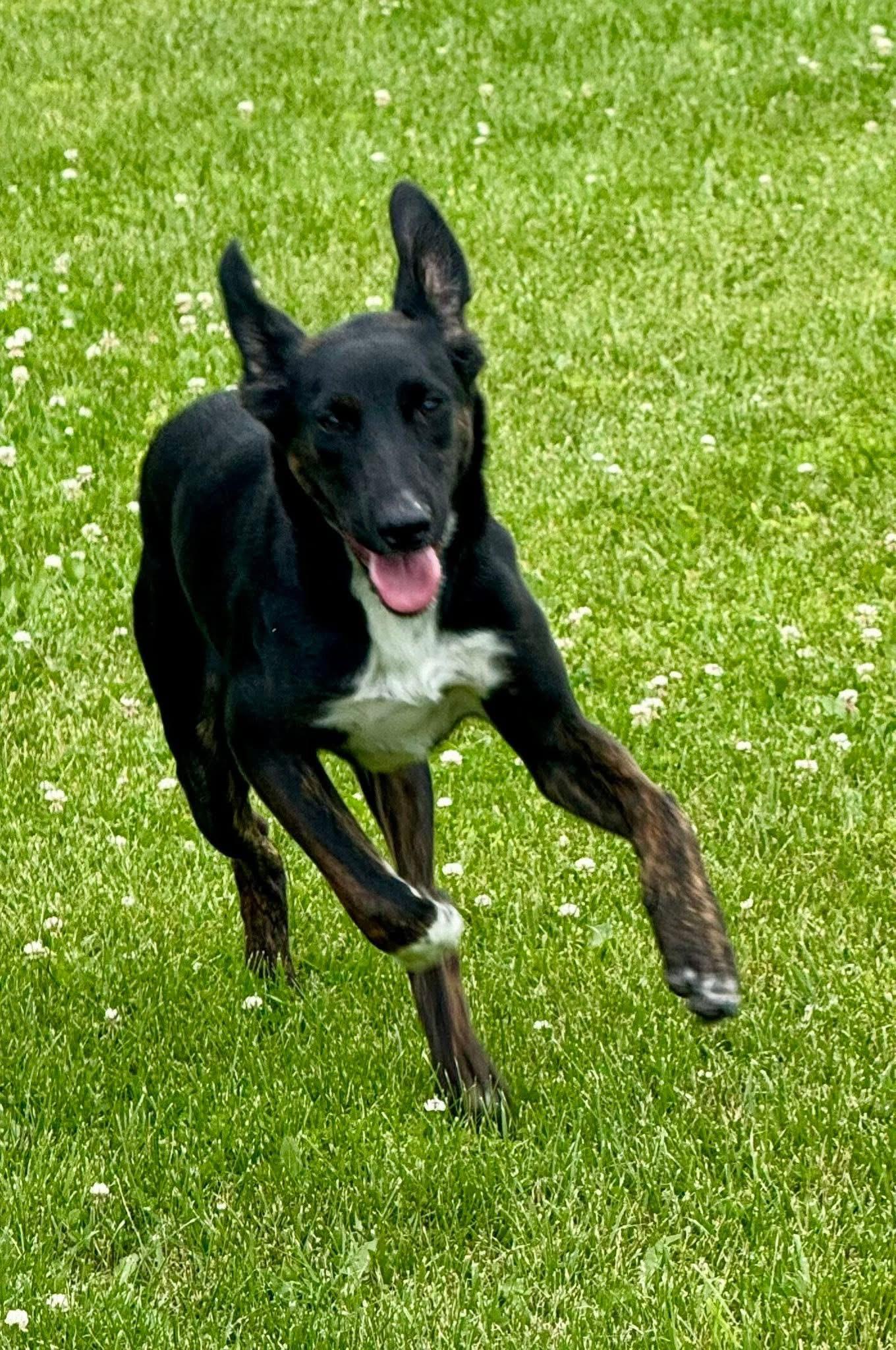 Beau, a Adoptable mixed breed in Elkton, MD image 6/6