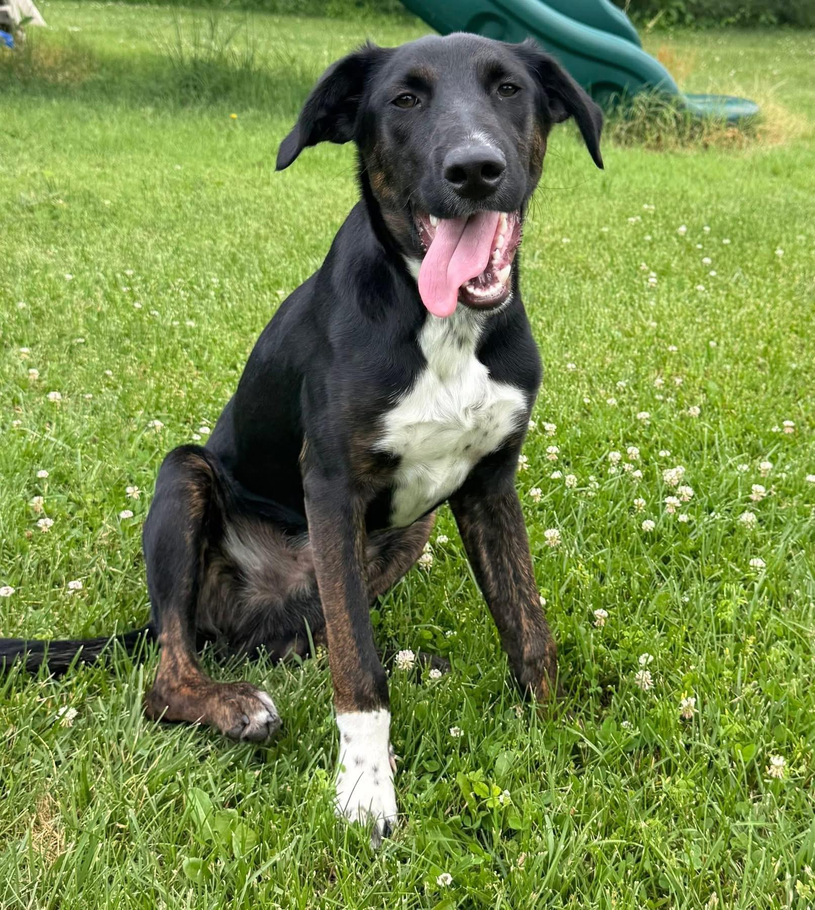 Beau, a Adoptable mixed breed in Elkton, MD image 2/6