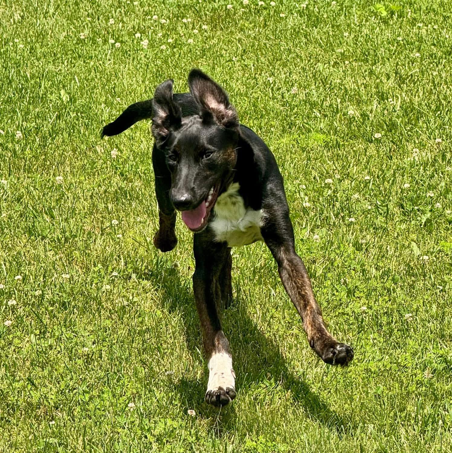 Beau, a Adoptable mixed breed in Elkton, MD image 3/6