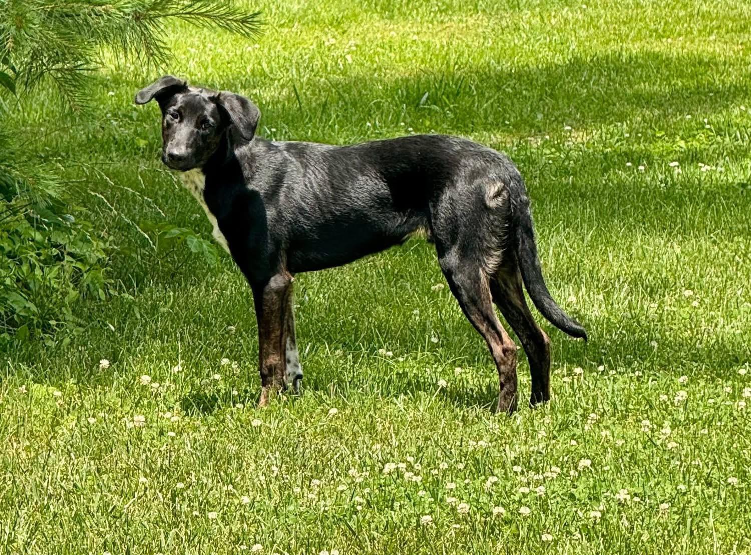 Beau, Adoptable, Young Male Labrador Retriever.