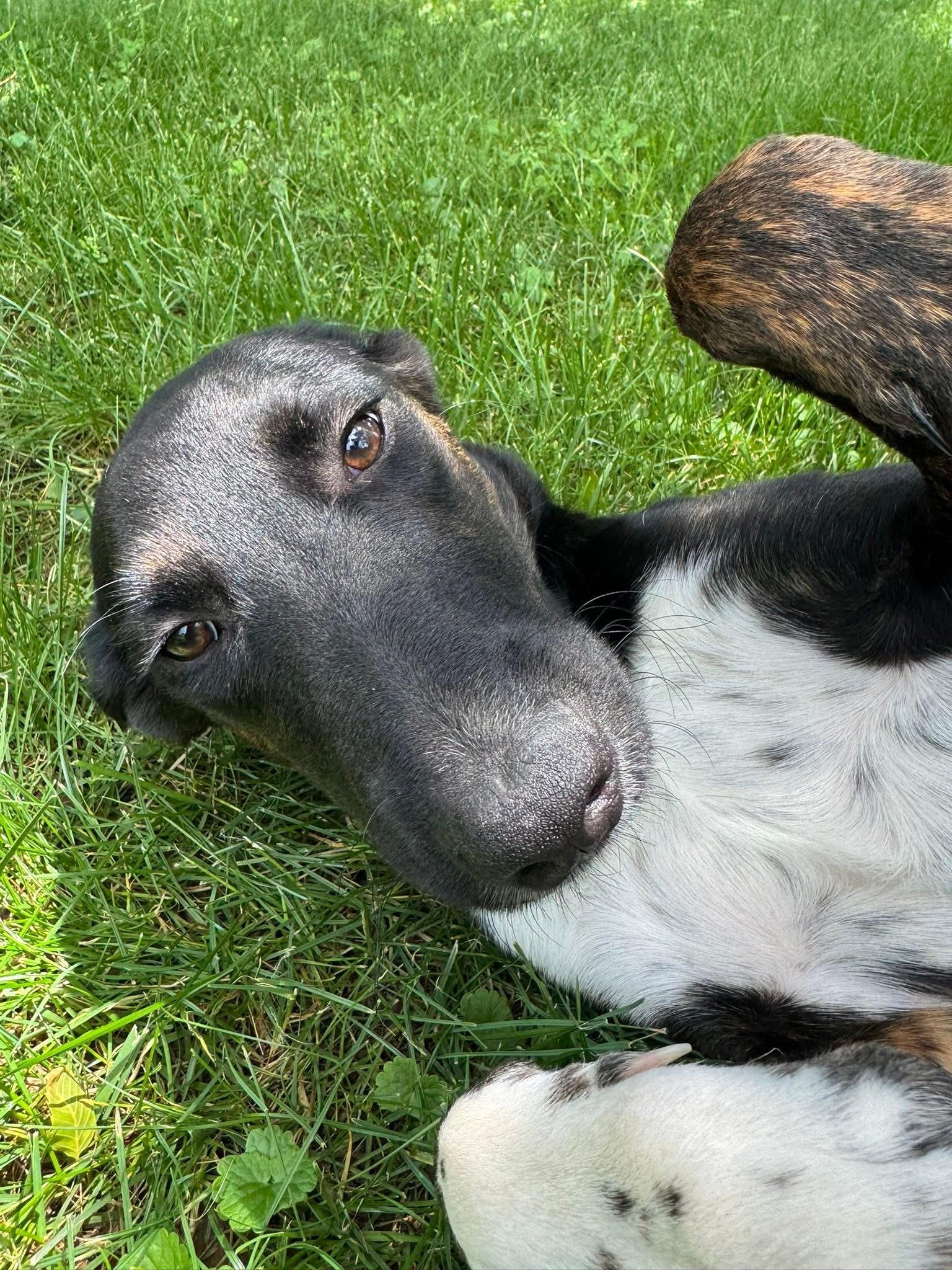 Beau, a Adoptable mixed breed in Elkton, MD image 5/6