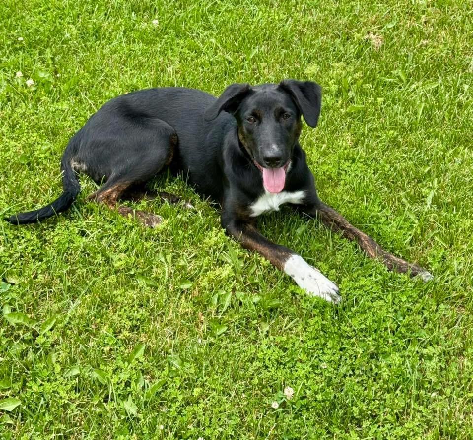 Beau, a Adoptable mixed breed in Elkton, MD image 4/6